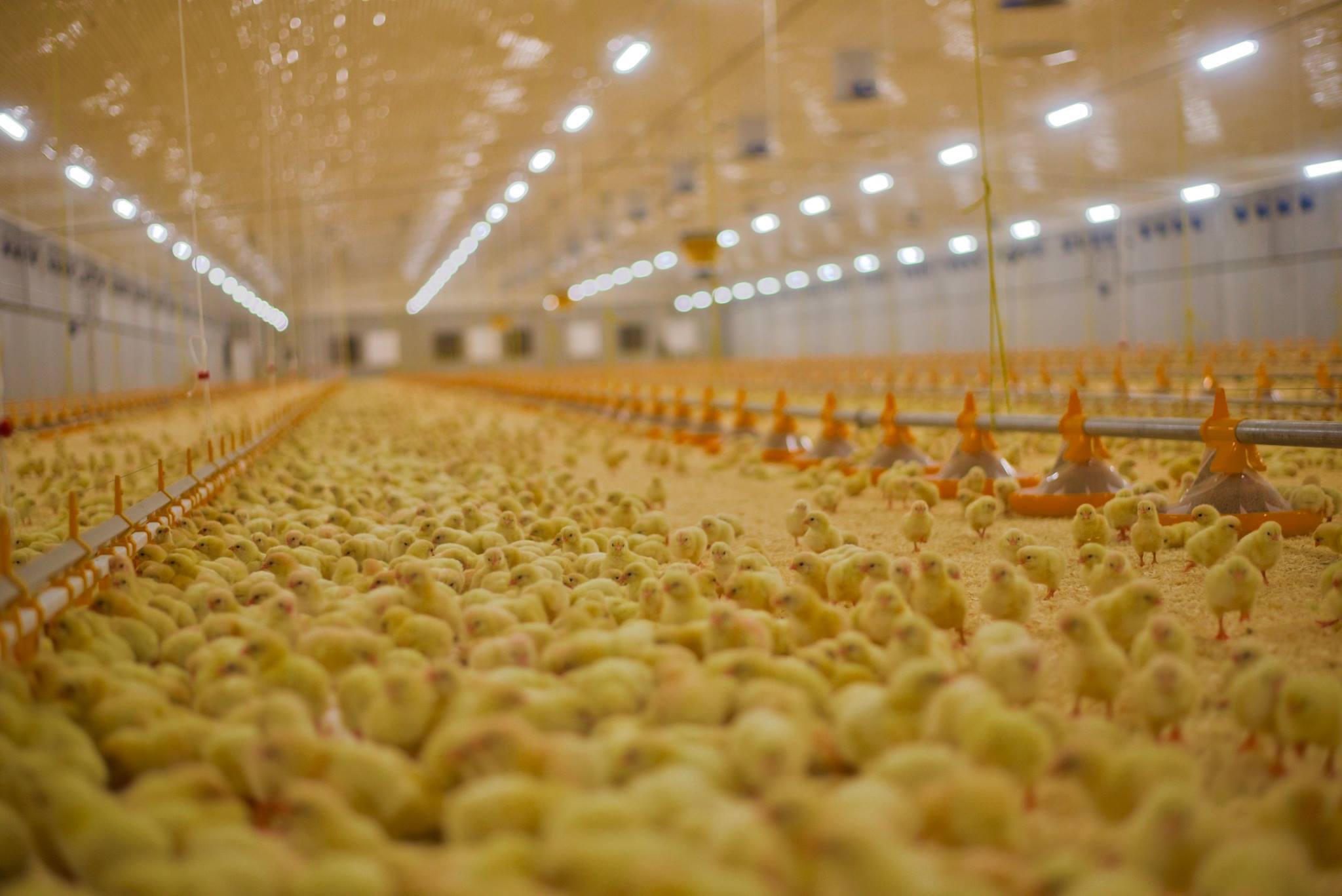 Dyrerom fullt av kyllinger. Foto