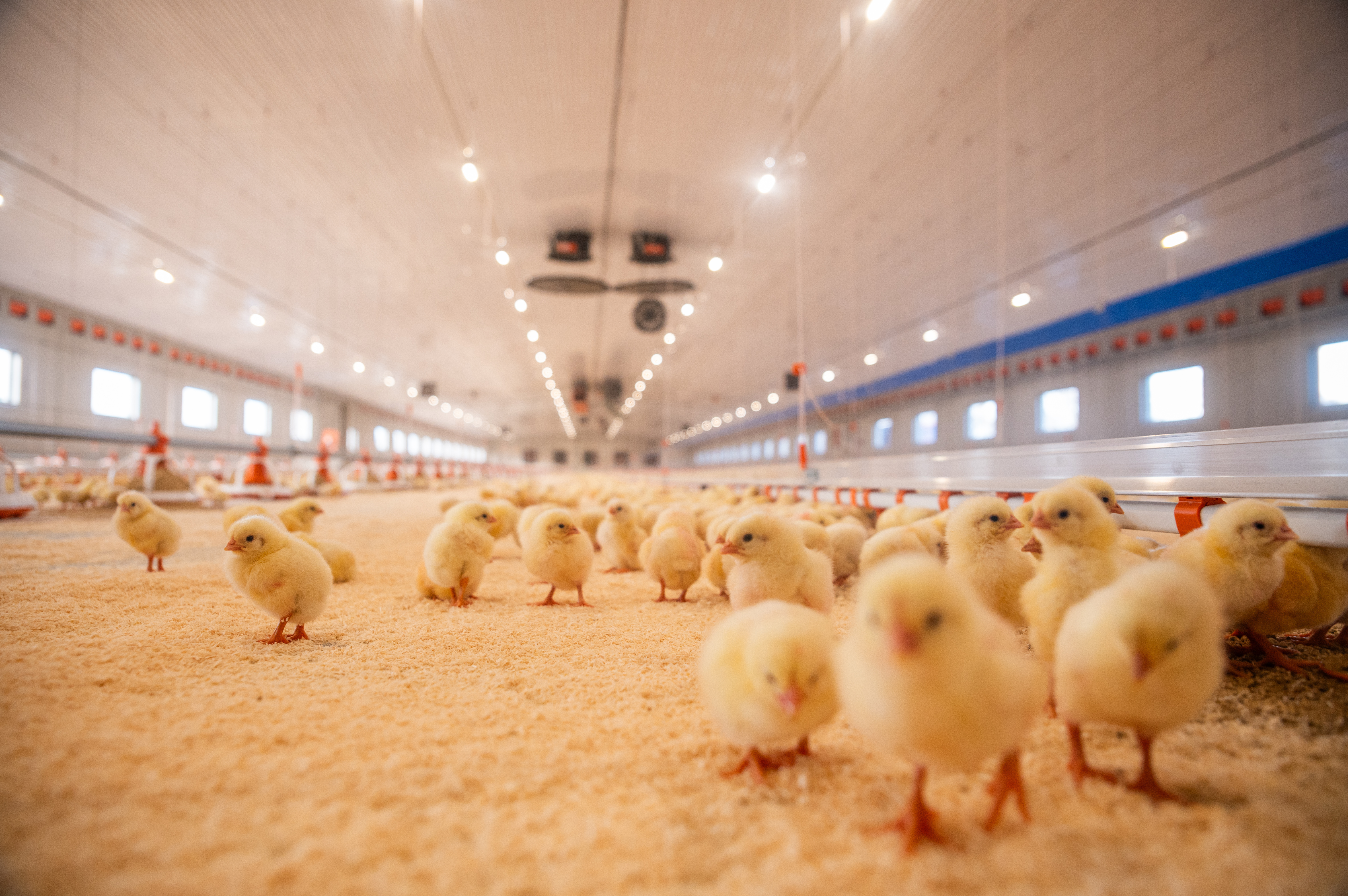 Innsiden av kyllinghuset