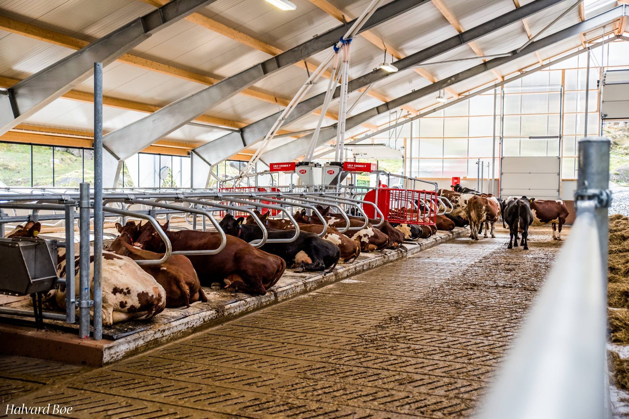 Bilde av kyr i nytt fjos ombo. Foto