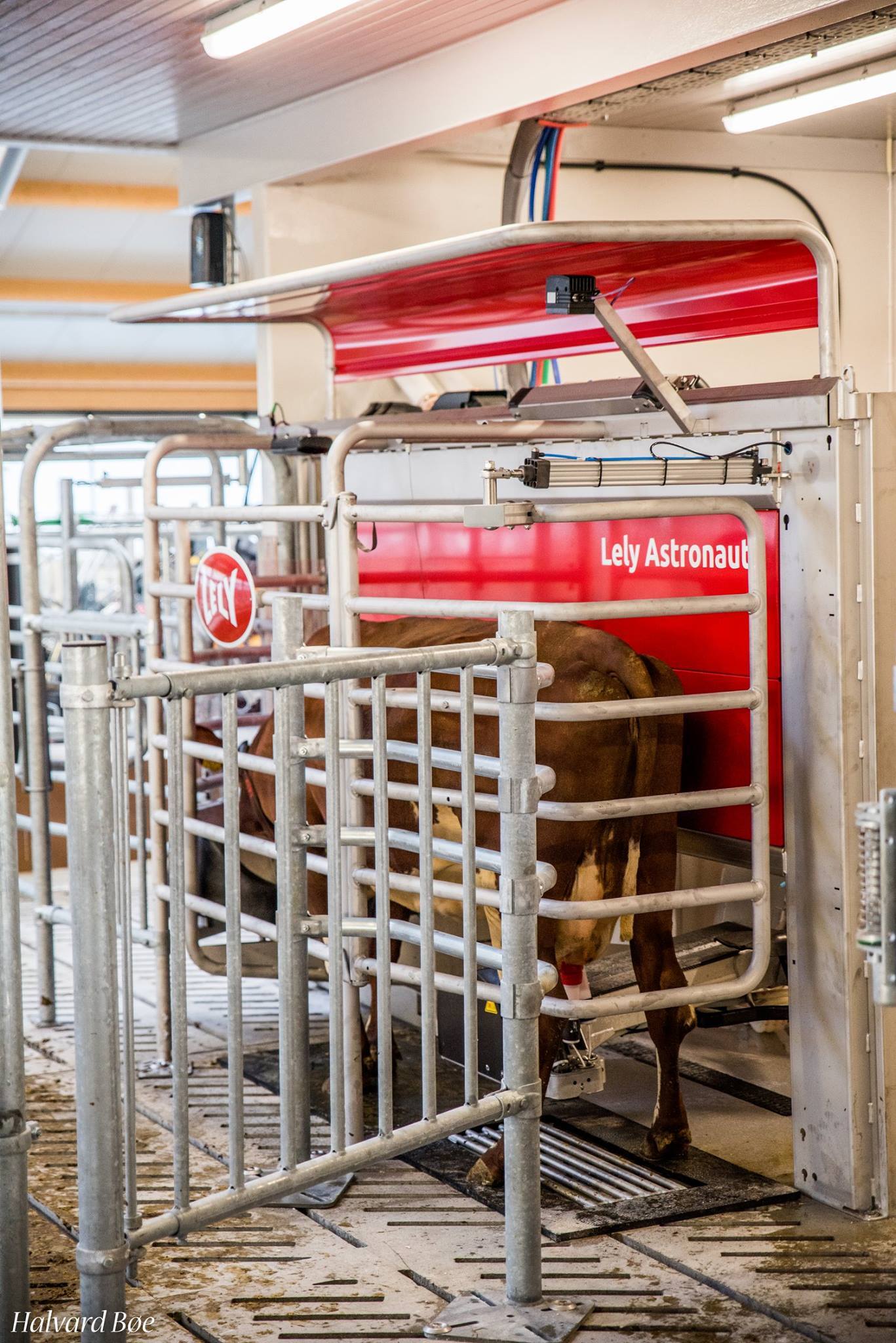 Melkerobot i nytt melkefjos, Ombo. Foto