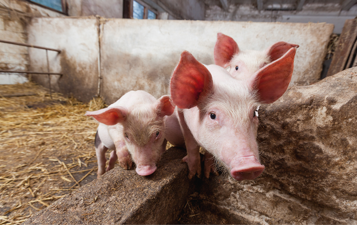 3 griser i et fjøs med god belysning av SG Armaturen sitt LED armatur som heter Farm 66. Bilde