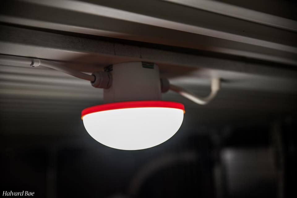 Corax lys i tak nærbilde. Foto